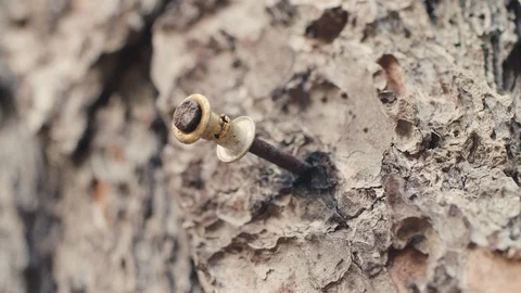Macro: Slow zoom in on a rusty and worn nail embedded in tree bark Stock Footage 92925759