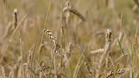 Macro slowmotion shot of wheat on the field before the harvest Stock Footage 171598469