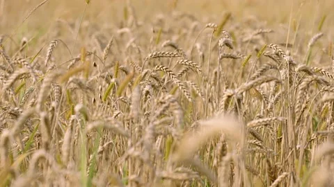 Macro slowmotion shot of wheat on the field before the harvest Stock Footage 171598497