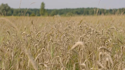 Macro slowmotion shot of wheat on the field before the harvest Stock Footage 171598595