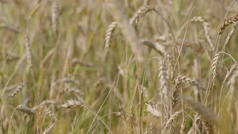 Macro slowmotion shot of wheat on the field before the harvest Stock Footage 171598771