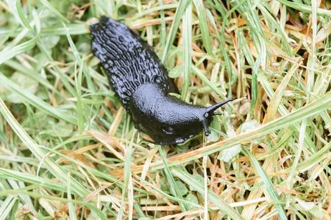 Macro slug Foto stock