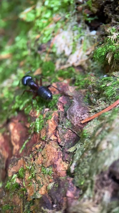 Macro, a small ant crawls in the forest Stock Footage 246590663