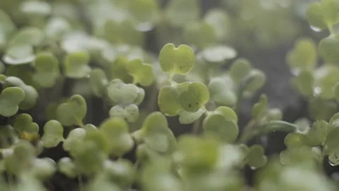 Macro small arugula leaves growing . Gardener watering greenery sprinkling water Stock-Footage 152410379