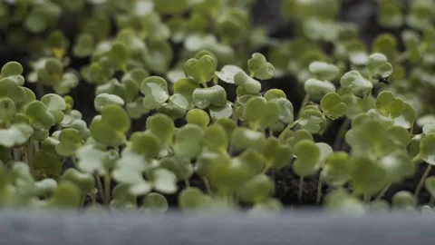 Macro small arugula leaves growing . Gardener watering greenery sprinkling water Stock Footage 152410765