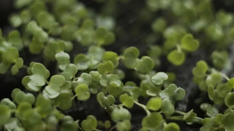 Macro small arugula leaves growing . Gardener watering greenery sprinkling water Stock-Footage 152413659