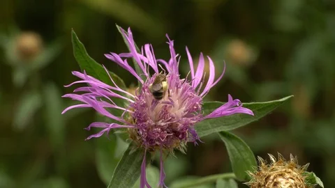 Macro small bee Andrena ventralis on flower Stock Footage 112879877