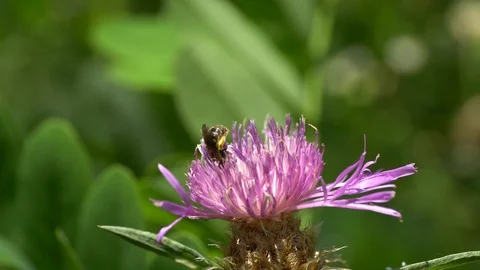 Macro of small bee Halictus subauratus on flower Stock Footage 112705937