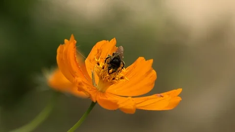 Macro of small bee with legs covered in pollen collecting nectar from beautiful 스톡 동영상 108035229