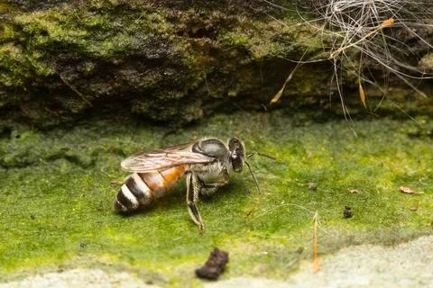 Macro small bee Stock Photos