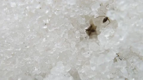 Macro of small black ant on white sugar texture Stock Footage 218357357