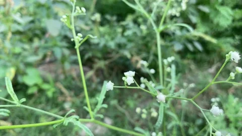 Macro small flower and background green small leaf Stock Footage 222711883