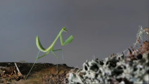 Macro small geen praying mantis insect on lichen covered branch Stock Footage 105930776