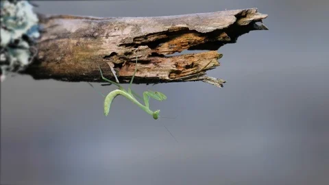 Macro small geen praying mantis insect on lichen covered branch Stock Footage 105930854