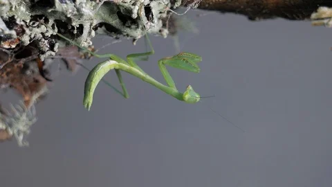 Macro small geen praying mantis insect on lichen covered branch Stock Footage 105930955