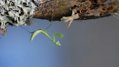 Macro small geen praying mantis insect on lichen covered branch Stock Footage 105930980