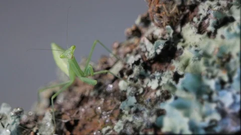 Macro small geen praying mantis insect on lichen covered branch Stock Footage 105931015