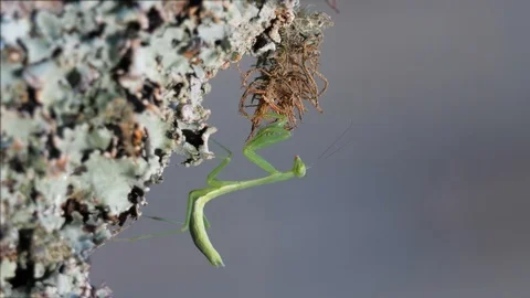 Macro small geen praying mantis insect on lichen covered branch Stock Footage 105931349