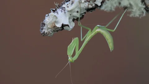 Macro small geen praying mantis insect on lichen covered branch Stock Footage 105931367