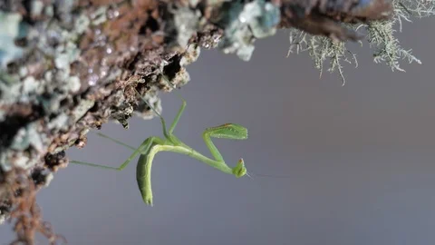 Macro small geen praying mantis insect on lichen covered branch Stock Footage 105931385