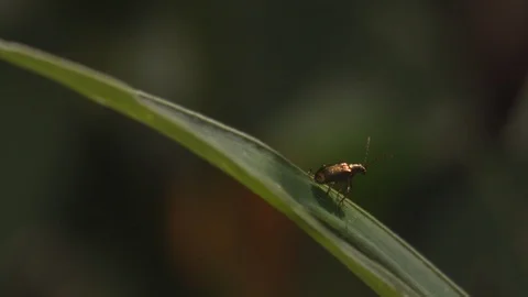 Macro small gold beetle perched on blade of grass with its antenna forward Vídeos de archivo 108034971