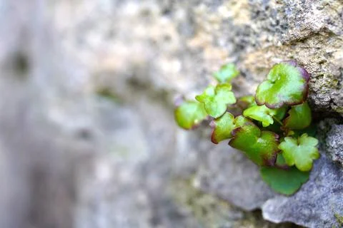 Macro of a small green sprout emerging from a stone wall crack, hope and gr.. Stock Photos