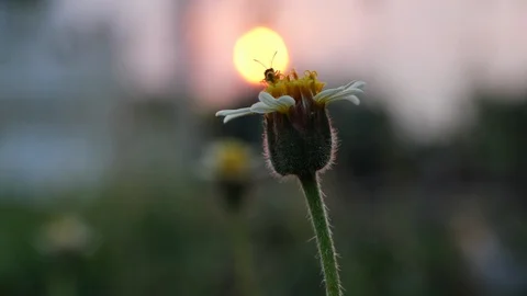 Macro, small insect animal on grass flower with beautiful sunset dusk sky Stock Footage 91592951