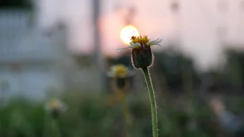 Macro, small insect animal on grass flower with beautiful sunset sky background Stock Footage 93469028