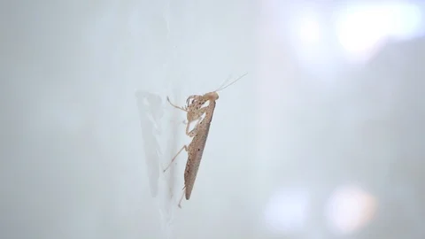 Macro: small mantis on the white sleek surface. Stock Footage 104068425