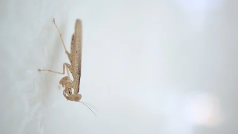 Macro: small mantis on the white surface. Stock Footage 104068416