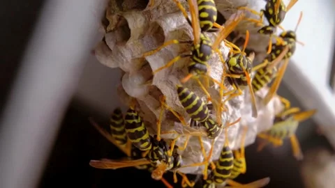 A macro of a small nest of wasp Stock Footage 267818846
