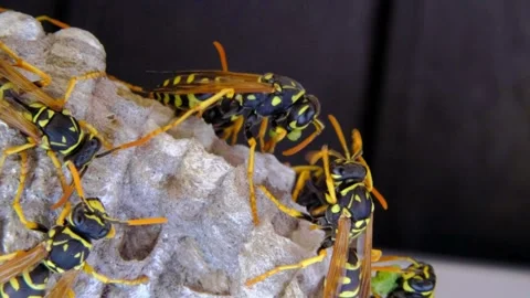 A macro of a small nest of wasp Stock Footage 267818861