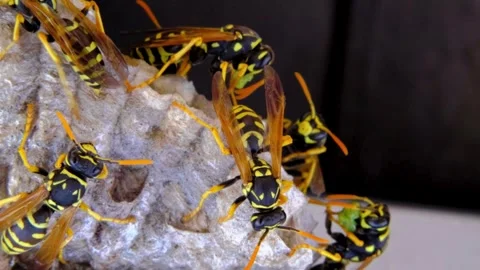A macro of a small nest of wasp Stock Footage 267818876