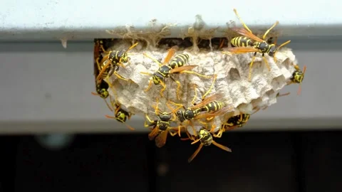A macro of a small nest of wasp Stock Footage 267819031