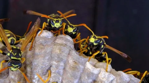 A macro of a small nest of wasp Stock Footage 267819033