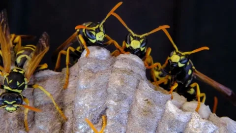 A macro of a small nest of wasp Stock Footage 267819490