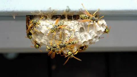 A macro of a small nest of wasp Stock Footage 267819642