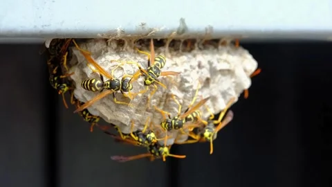A macro of a small nest of wasp Stock Footage 267819903