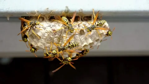 A macro of a small nest of wasp Stock Footage 267819906