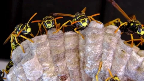 A macro of a small nest of wasp Stock Footage 267820349