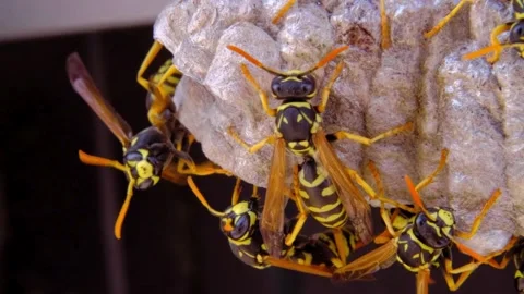 A macro of a small nest of wasp Stock Footage 267820735