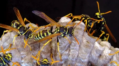 A macro of a small nest of wasp Stock Footage 267821014