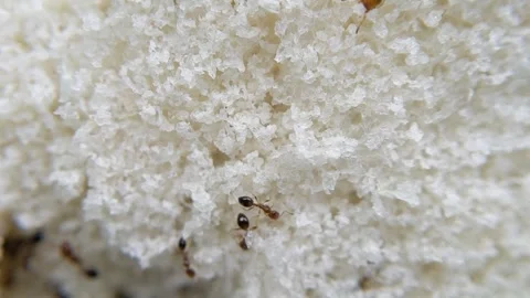 Macro of small red ant insect eat bread texture Stock Footage 320497022