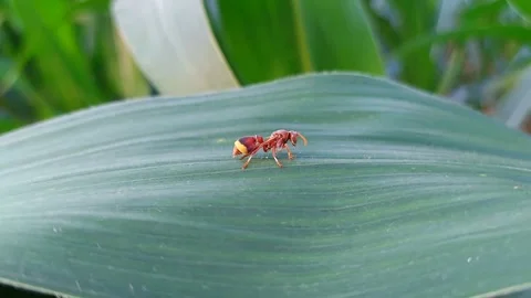 Macro of a small red wasp crawling on a green corn leaf in the field. Video stock 319341631