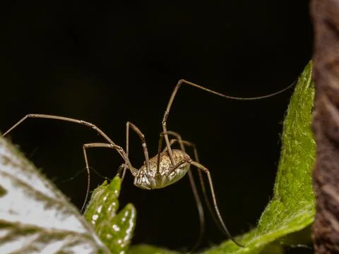 Macro of a small spider Stock Photos