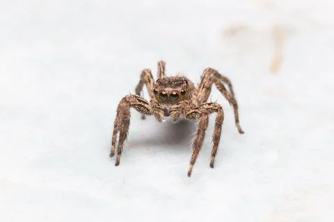 Macro small spider Stock Photos