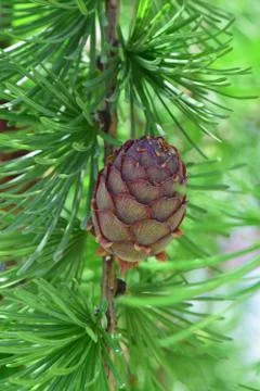 Macro small spring cones of larch Larix decidua Stock Photos