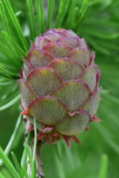 Macro of small spring lump cone Larix decidua 스톡 사진