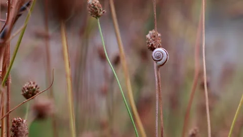 Macro of small striped snail shell resting on dry plant stem 库存影片 334218313