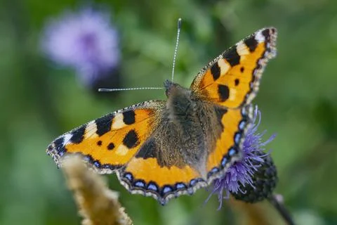 Macro of small tortoiseshell (Aglais urticae) butterfly Stock Photos